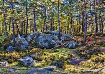 Forêt de Fontainebleau - Crédit : Radu Razvan/stock.adobe.com