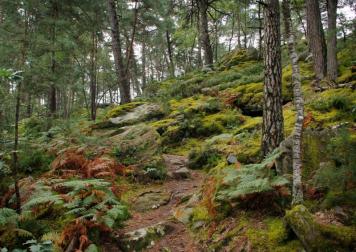 La forêt de Fontainebleau par ©Clélia Lenoble - Fibois Île-de-France